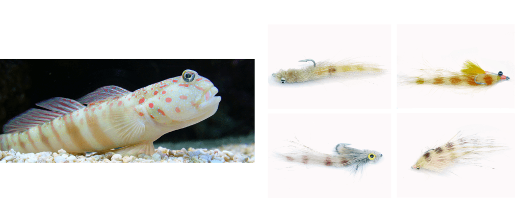 fly fishing magazine - bonefish, bonefish flies and shrimp species